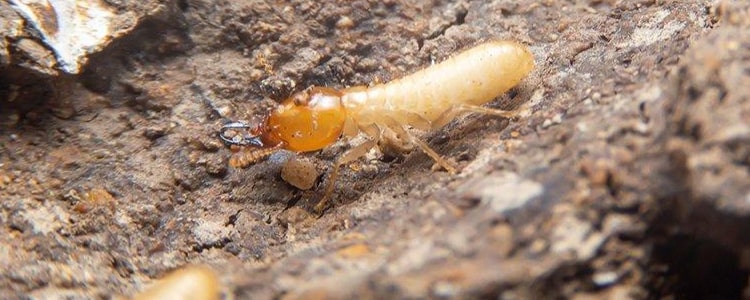Termite Control Hawthorne